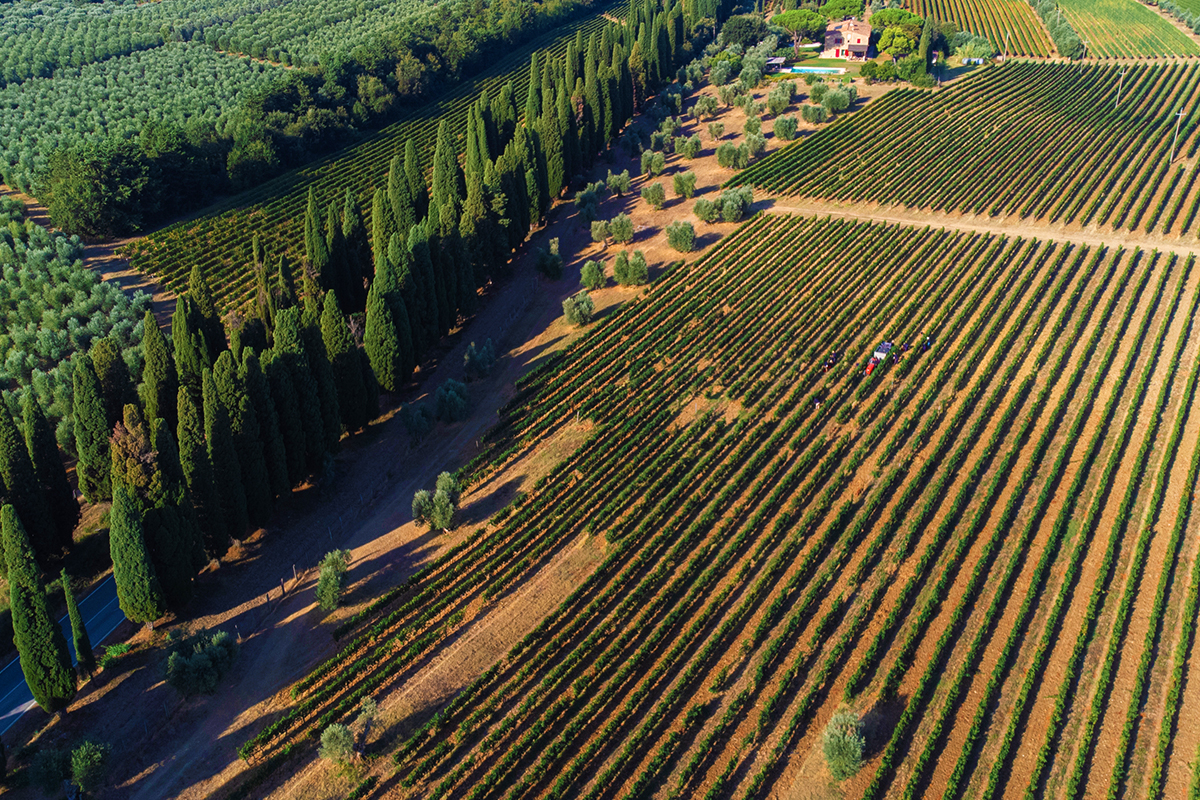 bird's eye view of the vineyards